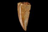 Serrated, Raptor Tooth - Real Dinosaur Tooth #154755-1